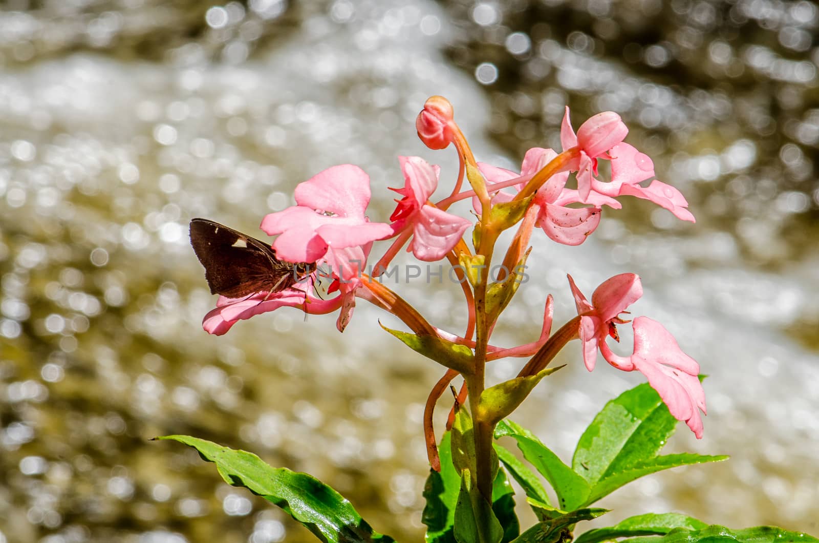 The Pink-Lipped Rhodocheila Habenaria (Pink Snap Dragon Flower) found in tropical rainforests at "Mundeang" waterfall in Phu hin rong kra national park,Phitsanulok province,Thailand,defocused