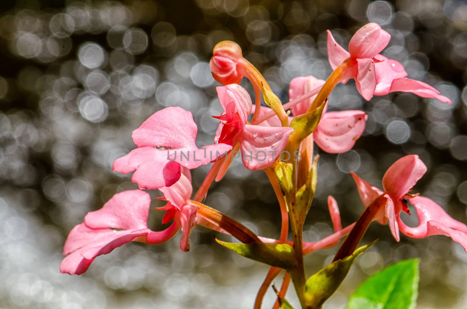The Pink-Lipped Rhodocheila Habenaria (Pink Snap Dragon Flower) found in tropical rainforests at "Mundeang" waterfall in Phu hin rong kra national park,Phitsanulok province,Thailand,defocused