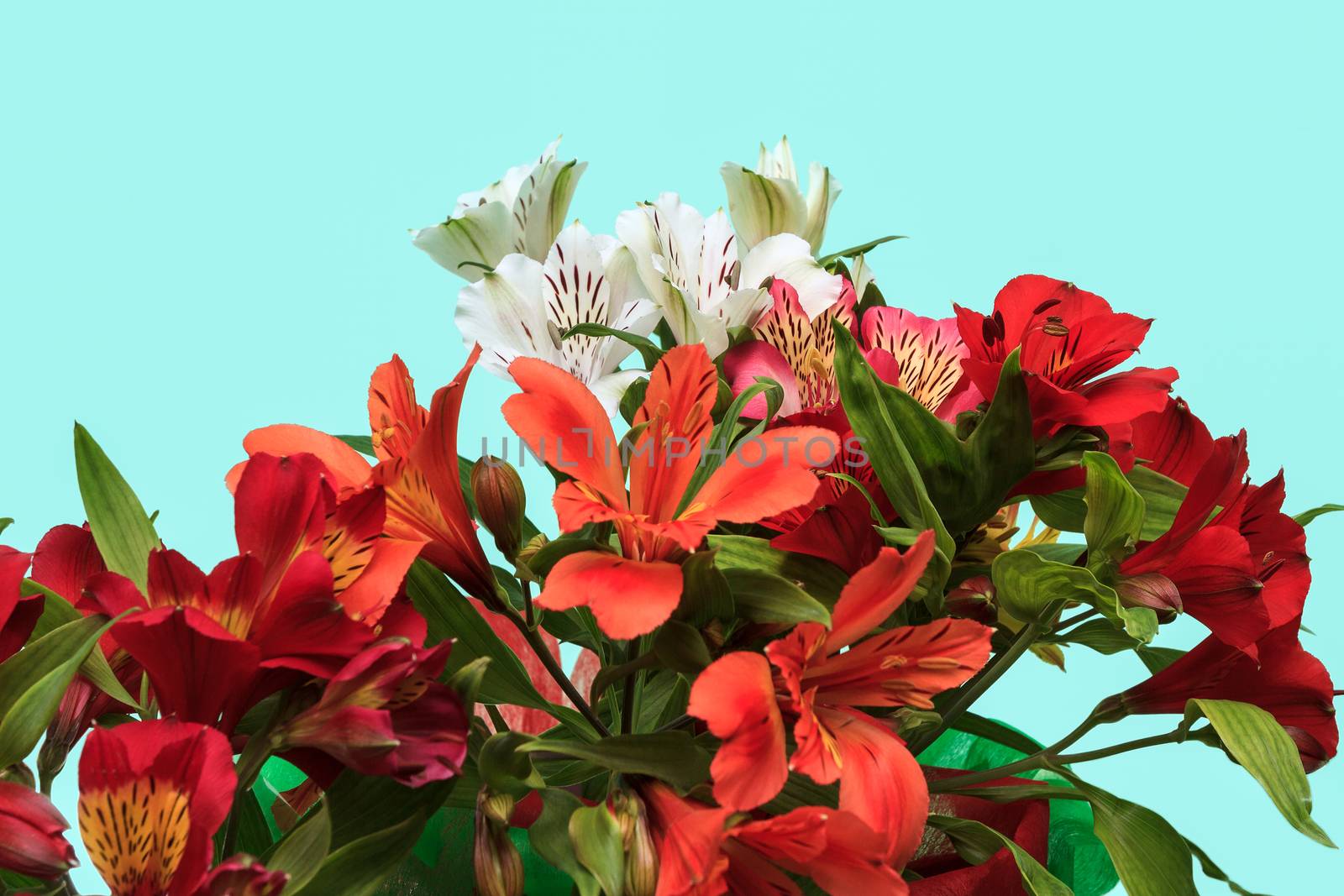 Beautiful bouquet of red and white Alstroemeria