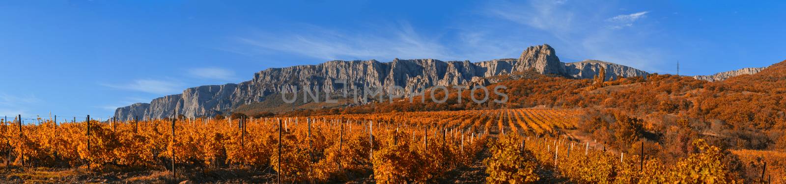 Vineyard on a background of mountains and sky by fogen