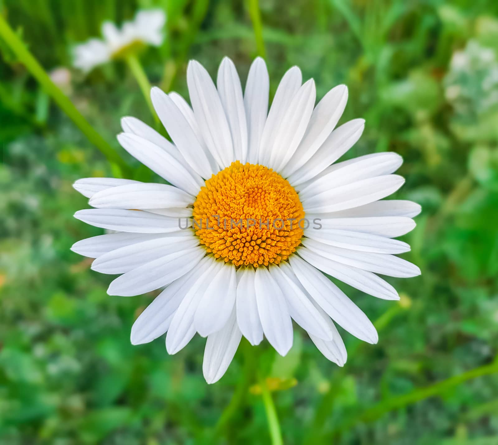 Beauty white daisy flower on natural background
