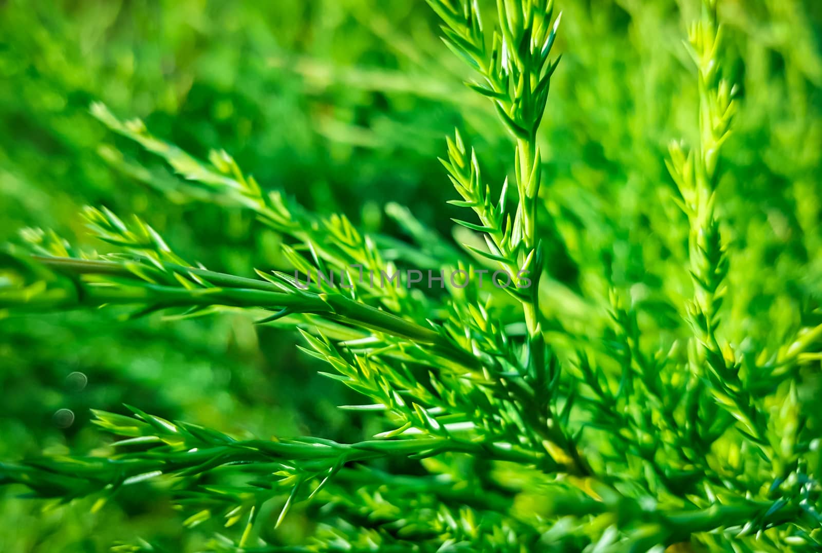 Green Juniper branch on natural background. Nature