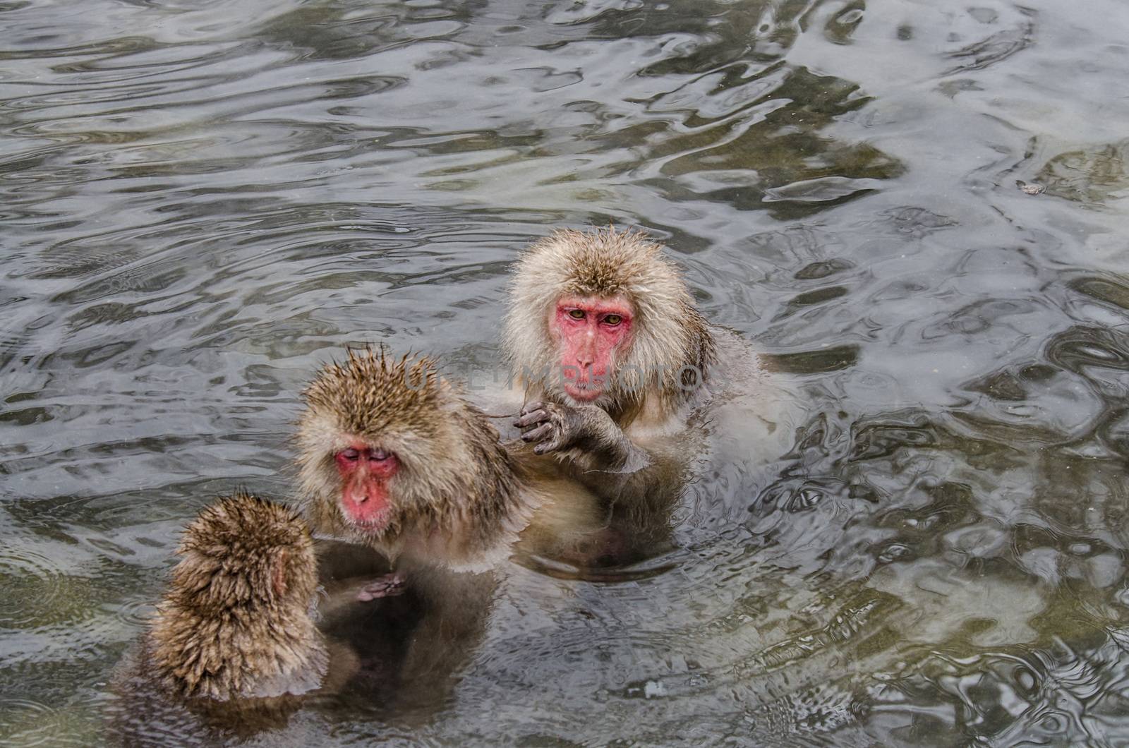 Japanese Snow monkey Macaque in hot spring Onsen Jigokudan Park, Nakano, Japan