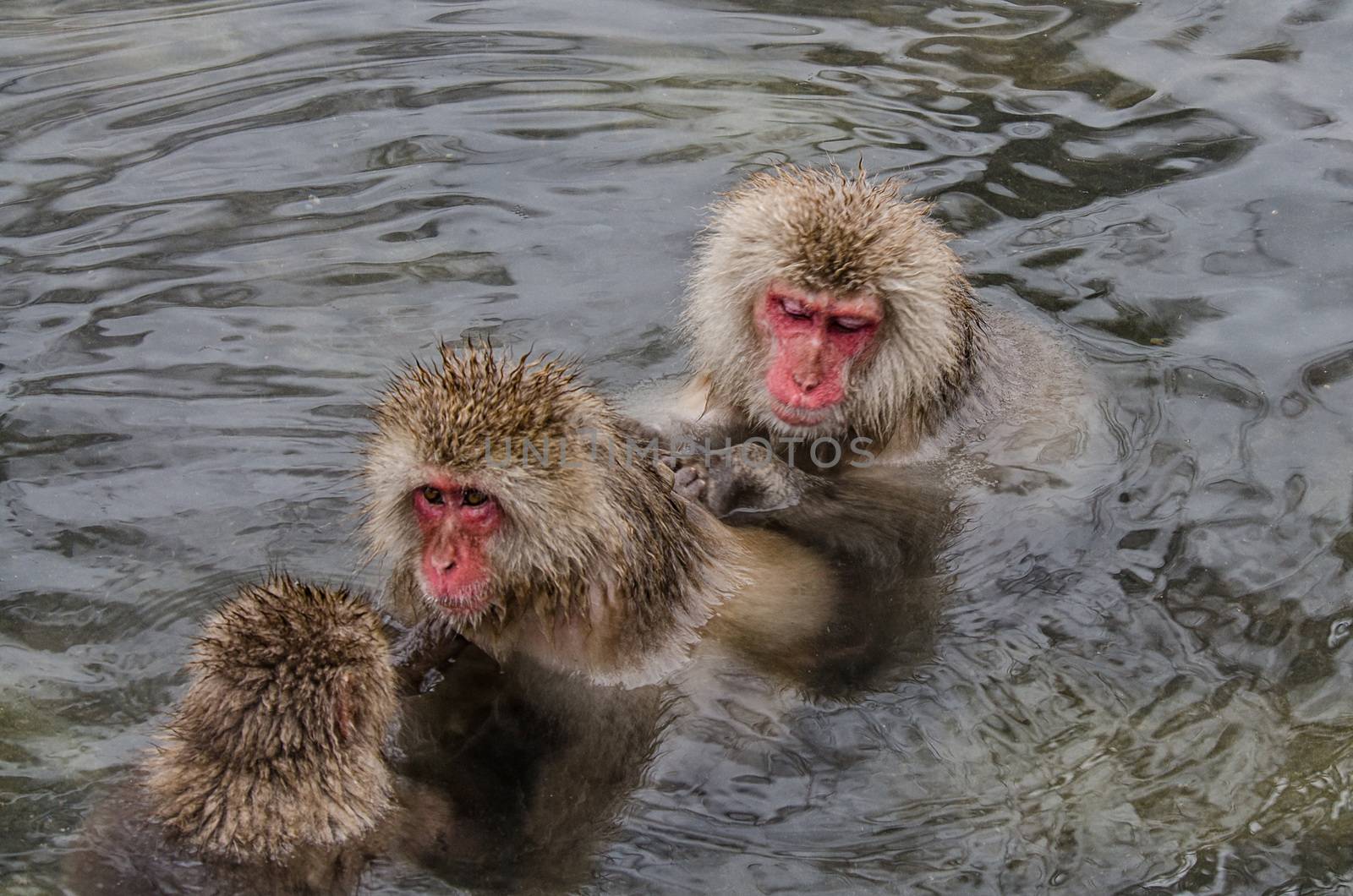 Japanese Snow monkey Macaque in hot spring Onsen Jigokudan Park, Nakano, Japan