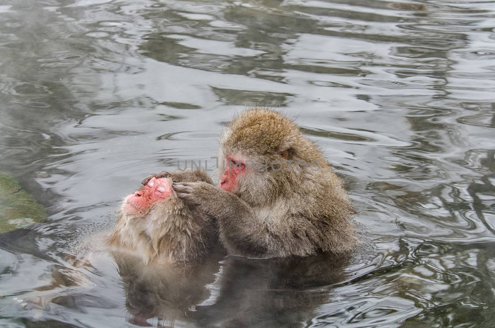 Japanese Snow monkey Macaque in hot spring Onsen Jigokudan Park, Nakano, Japan