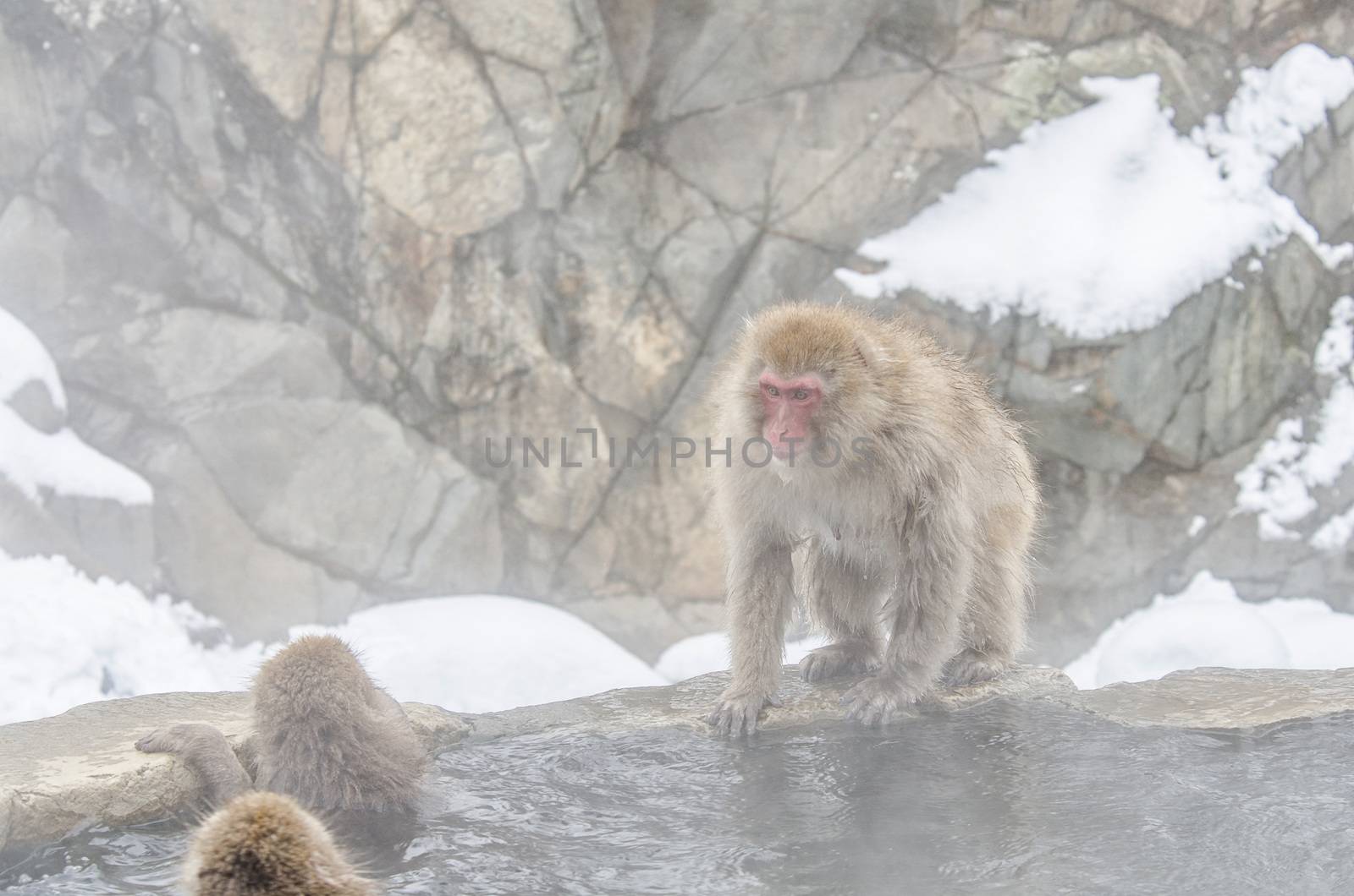 Japanese Snow monkey Macaque in hot spring Onsen Jigokudan Park, Nakano, Japan