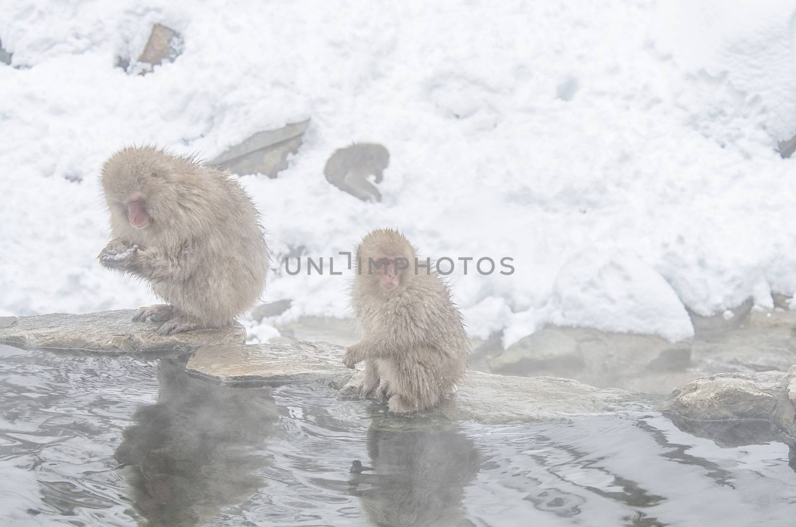 Japanese Snow monkey Macaque in hot spring Onsen Jigokudan Park, by chanwity