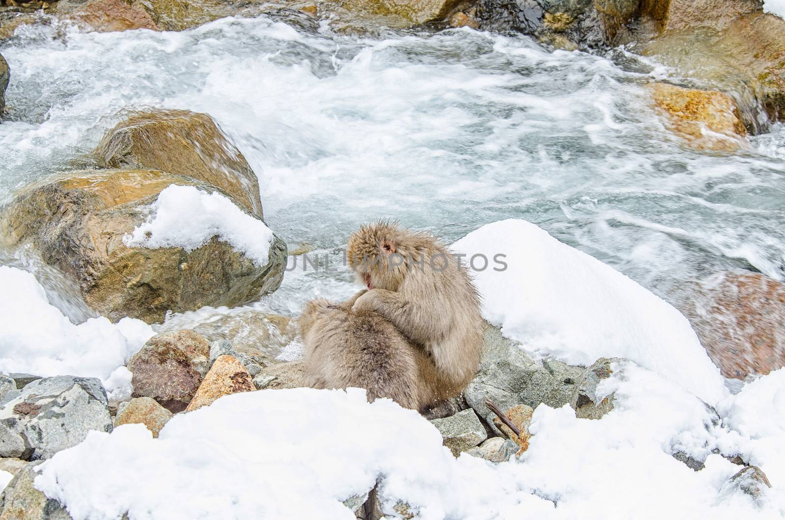 Japanese Snow monkey Macaque in hot spring Onsen Jigokudan Park, Nakano, Japan