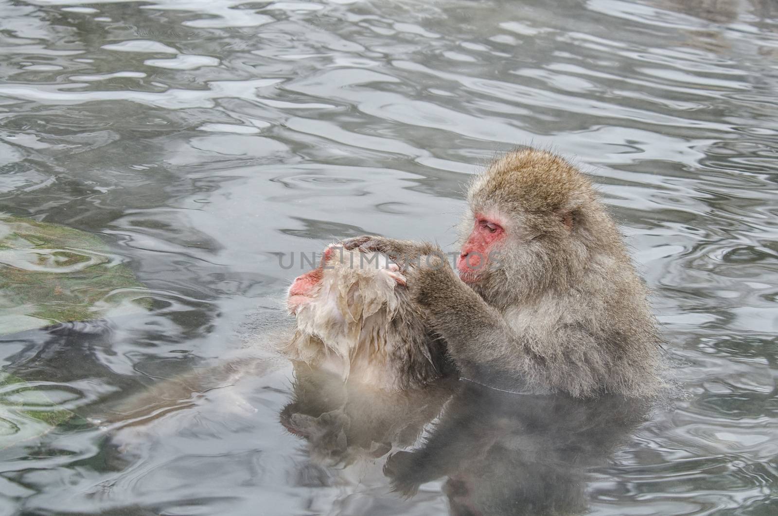 Japanese Snow monkey Macaque in hot spring Onsen Jigokudan Park, Nakano, Japan