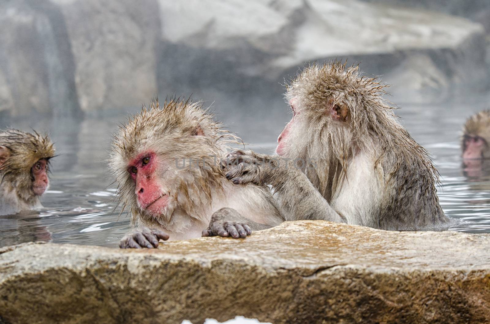 Japanese Snow monkey Macaque in hot spring Onsen Jigokudan Park, Nakano, Japan