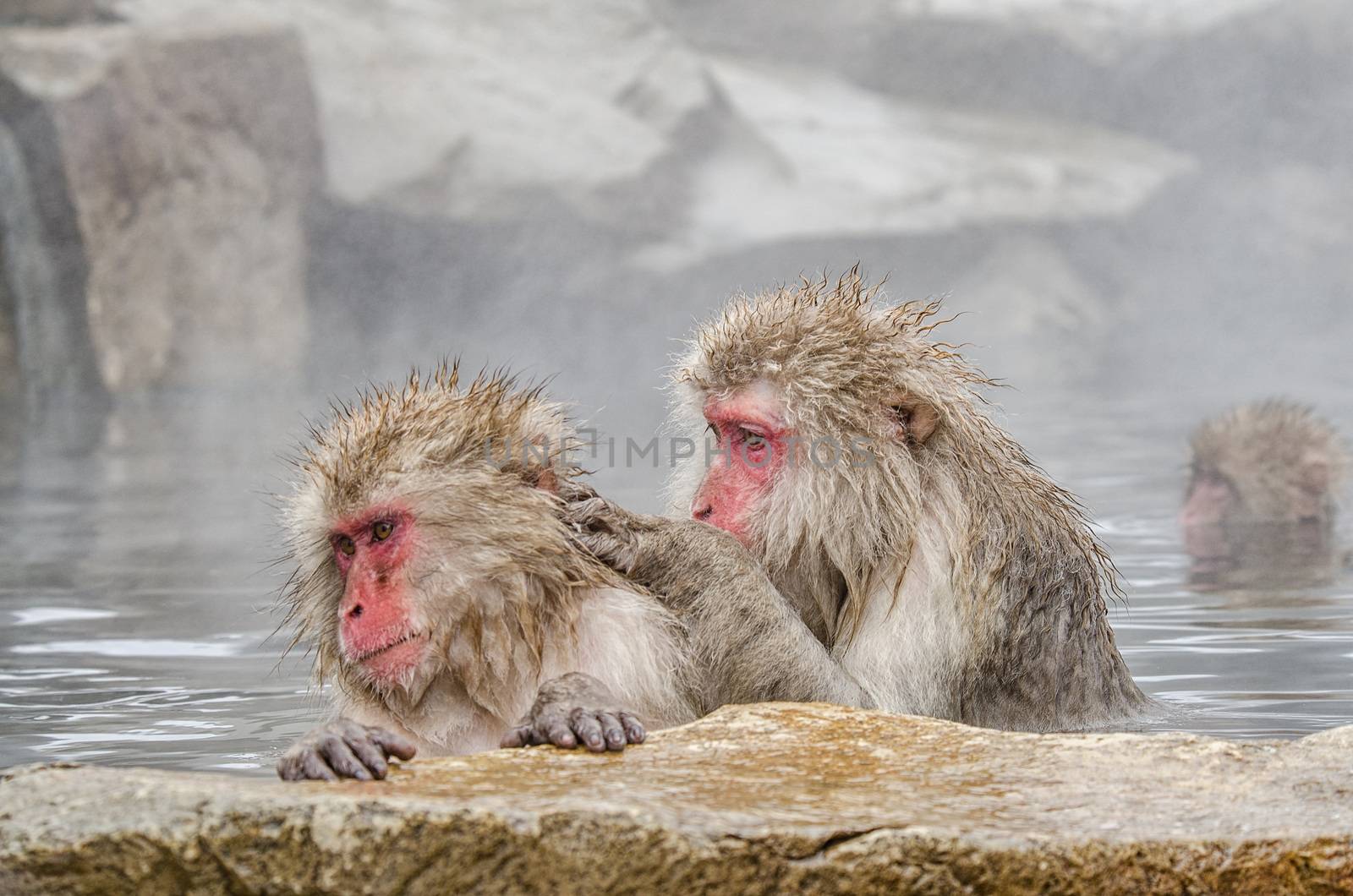 Japanese Snow monkey Macaque in hot spring Onsen Jigokudan Park, by chanwity