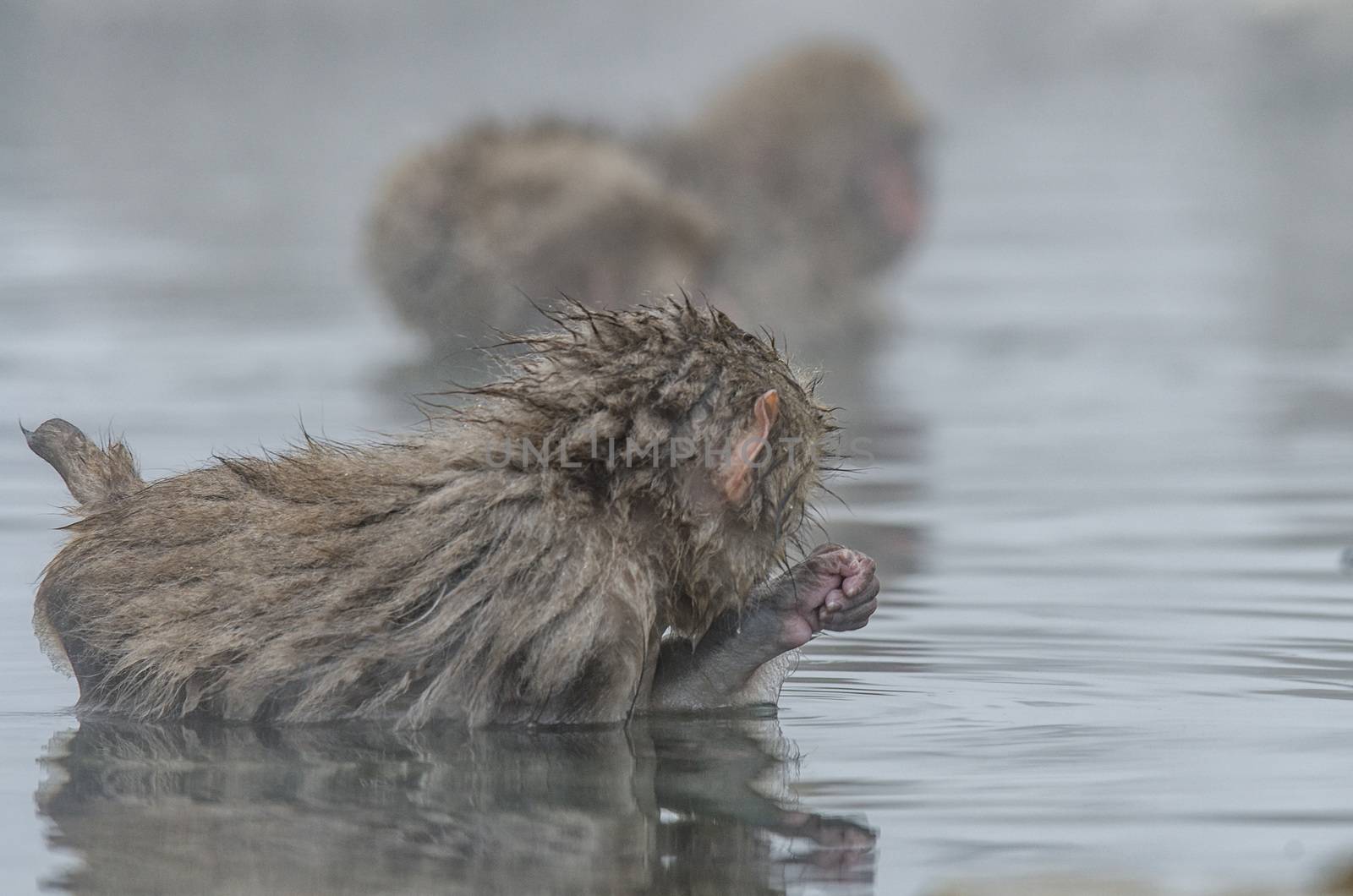 Japanese Snow monkey Macaque in hot spring Onsen Jigokudan Park, by chanwity