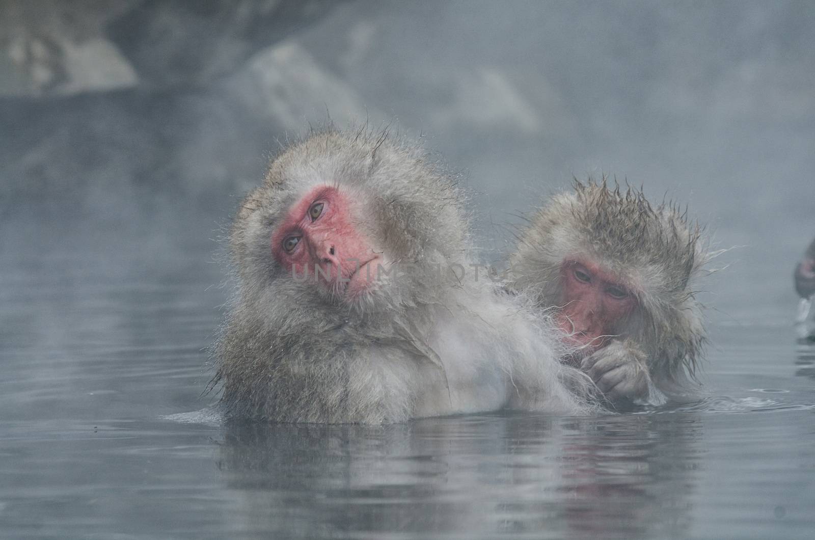 Japanese Snow monkey Macaque in hot spring Onsen Jigokudan Park, Nakano, Japan