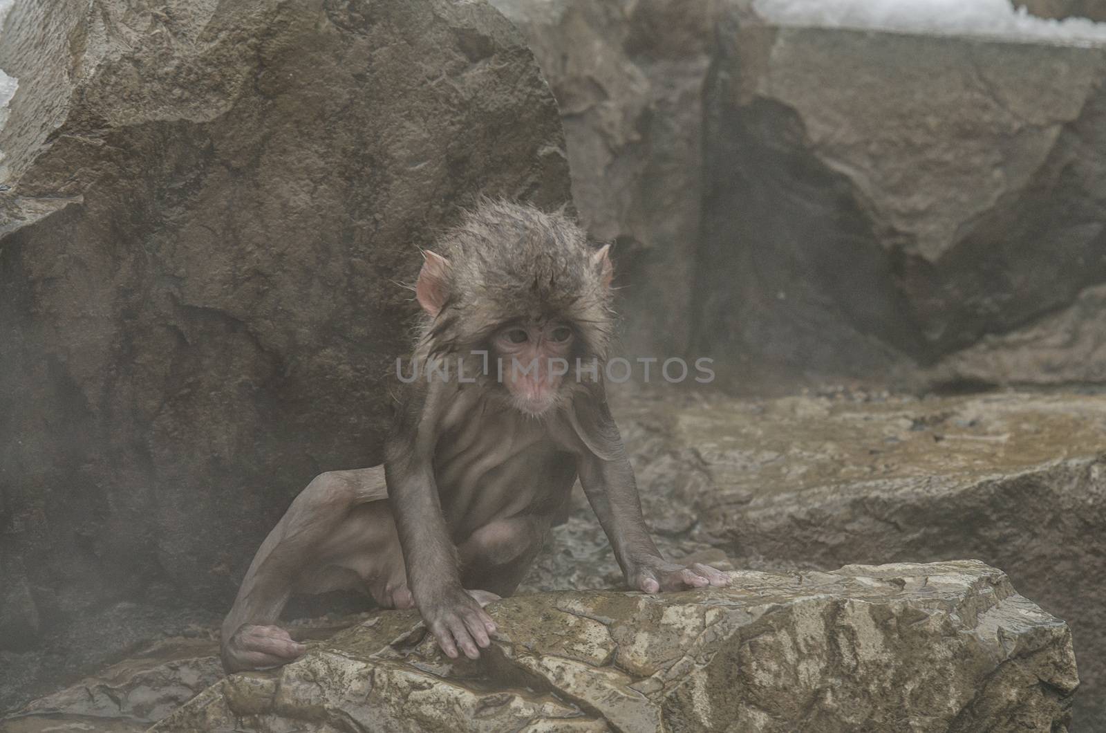 Japanese Snow monkey Macaque in hot spring Onsen Jigokudan Park, by chanwity