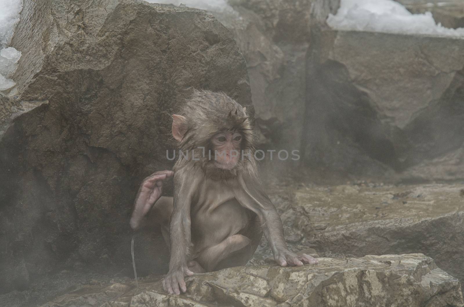 Japanese Snow monkey Macaque in hot spring Onsen Jigokudan Park, by chanwity