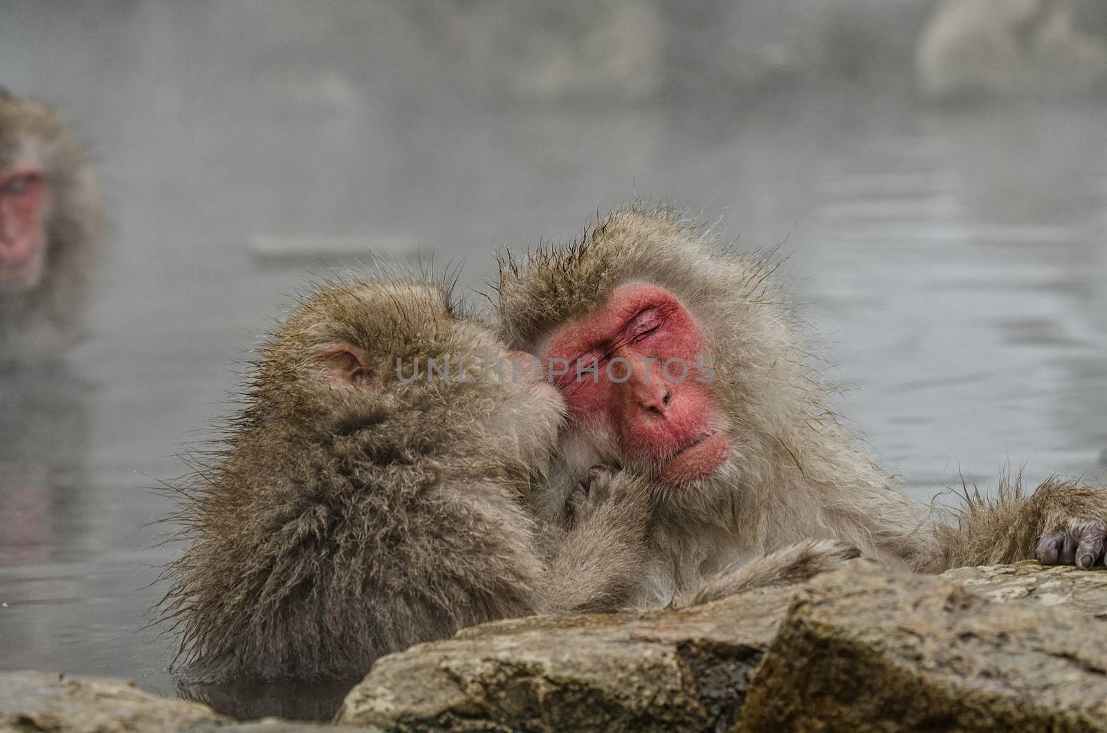 Japanese Snow monkey Macaque in hot spring Onsen Jigokudan Park, by chanwity