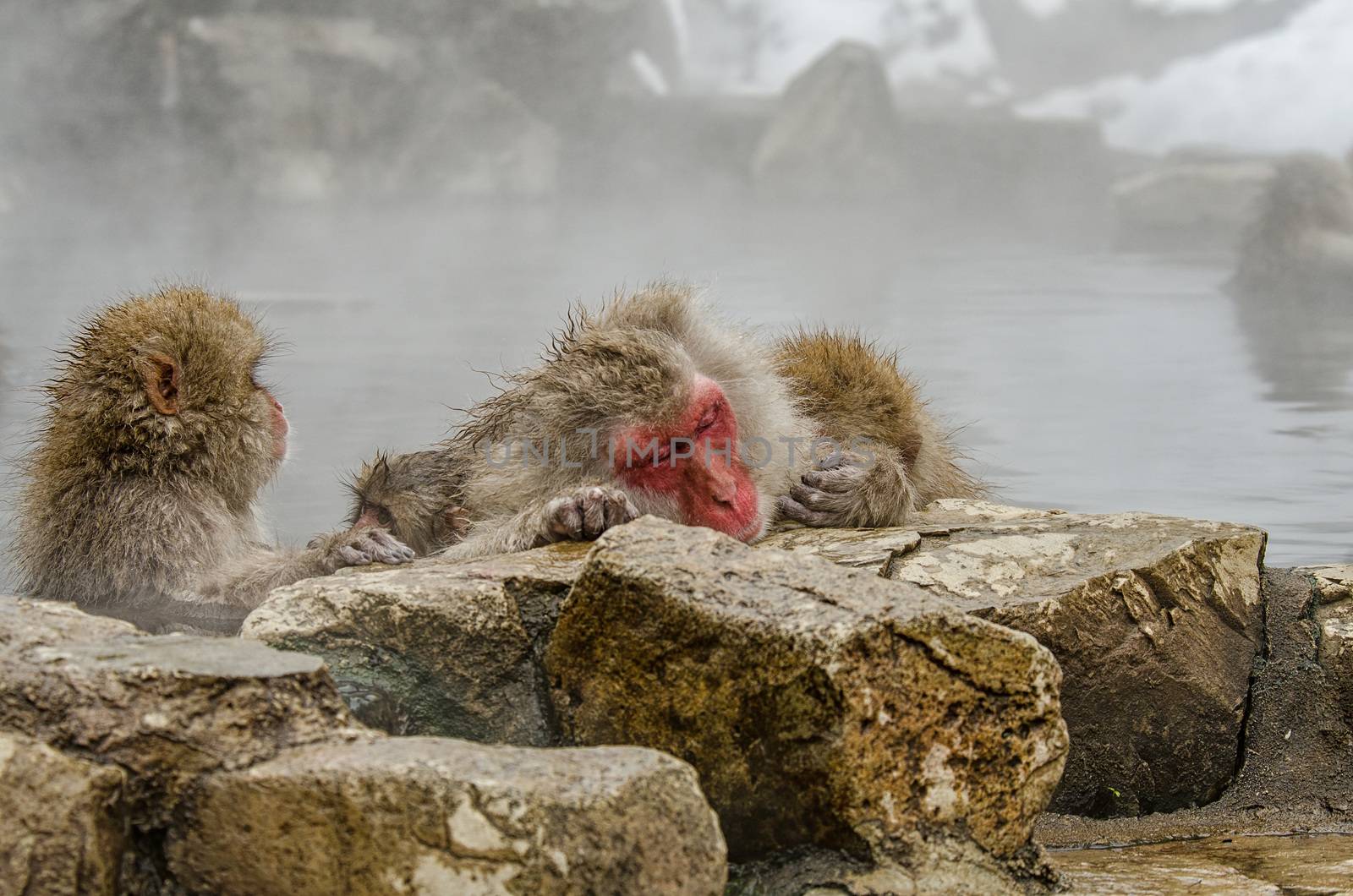 Japanese Snow monkey Macaque in hot spring Onsen Jigokudan Park, by chanwity