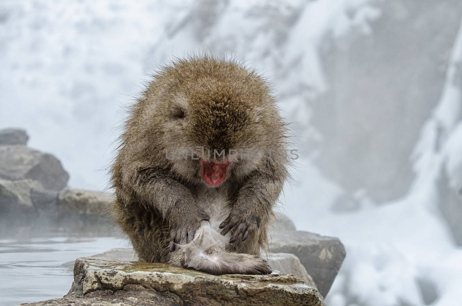 Japanese Snow monkey Macaque in hot spring Onsen Jigokudan Park, by chanwity