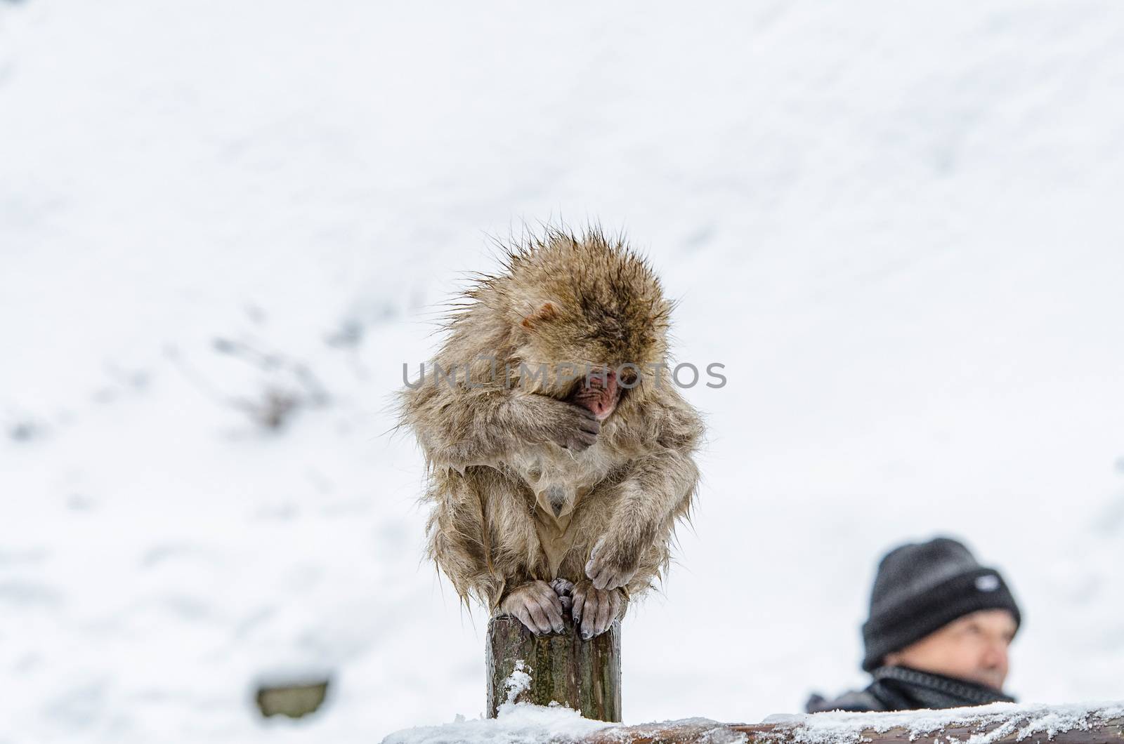 Japanese Snow monkey Macaque in hot spring Onsen Jigokudan Park, by chanwity