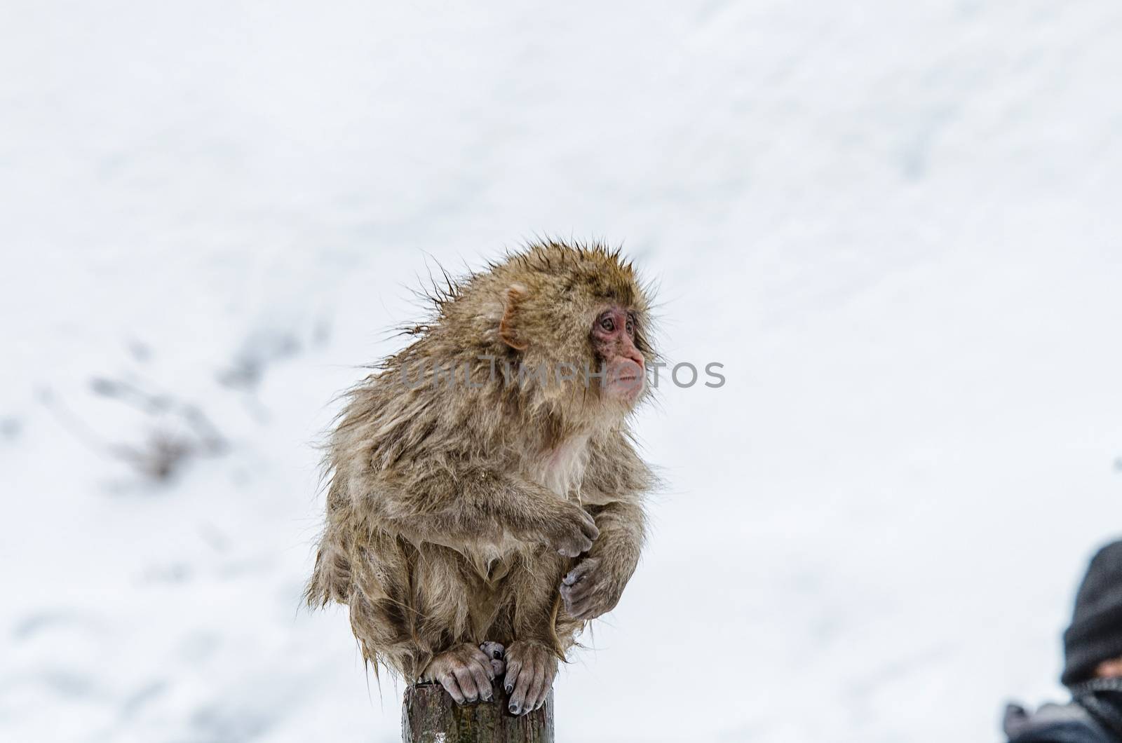 Japanese Snow monkey Macaque in hot spring Onsen Jigokudan Park, by chanwity