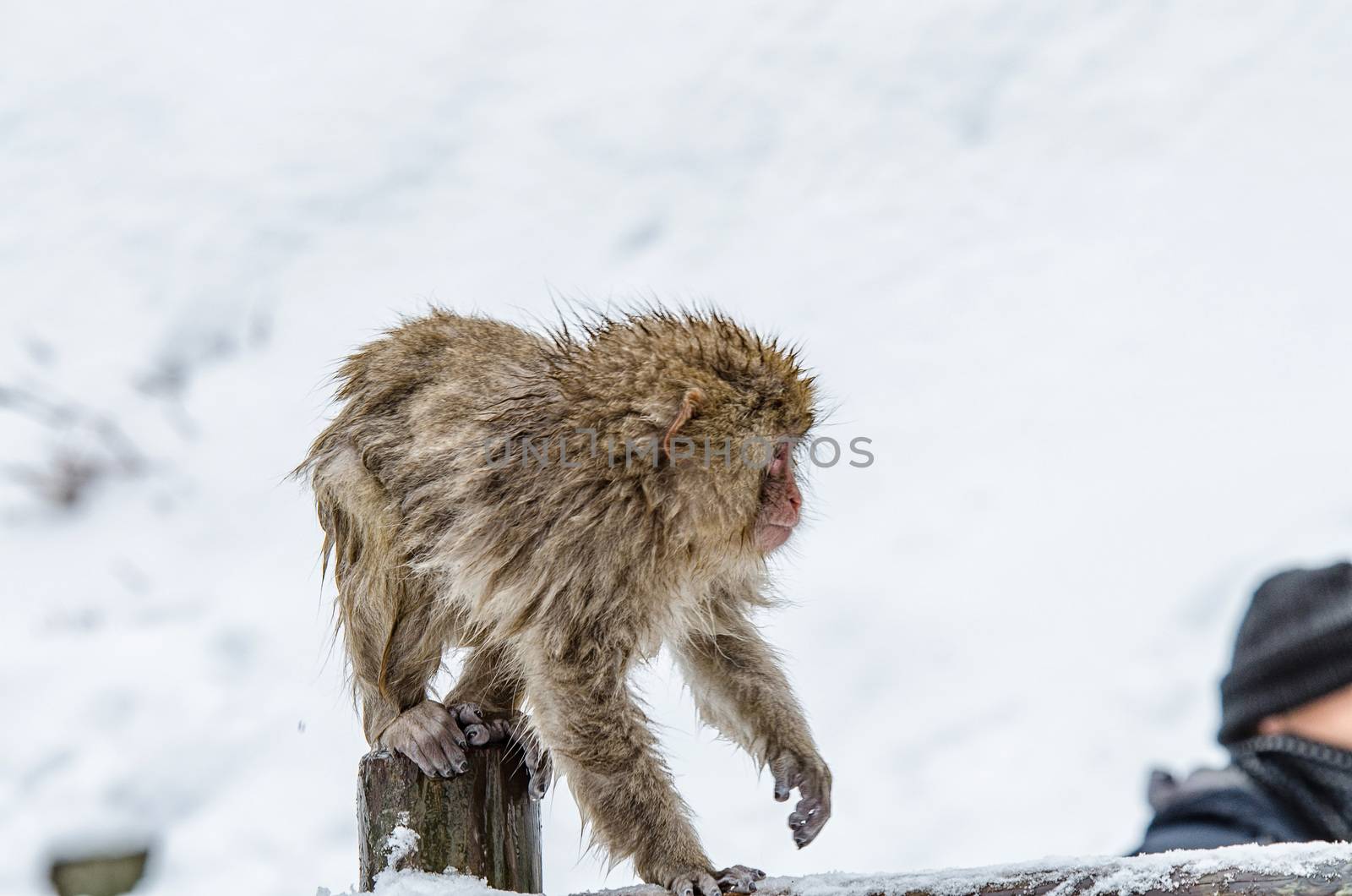 Japanese Snow monkey Macaque in hot spring Onsen Jigokudan Park, by chanwity