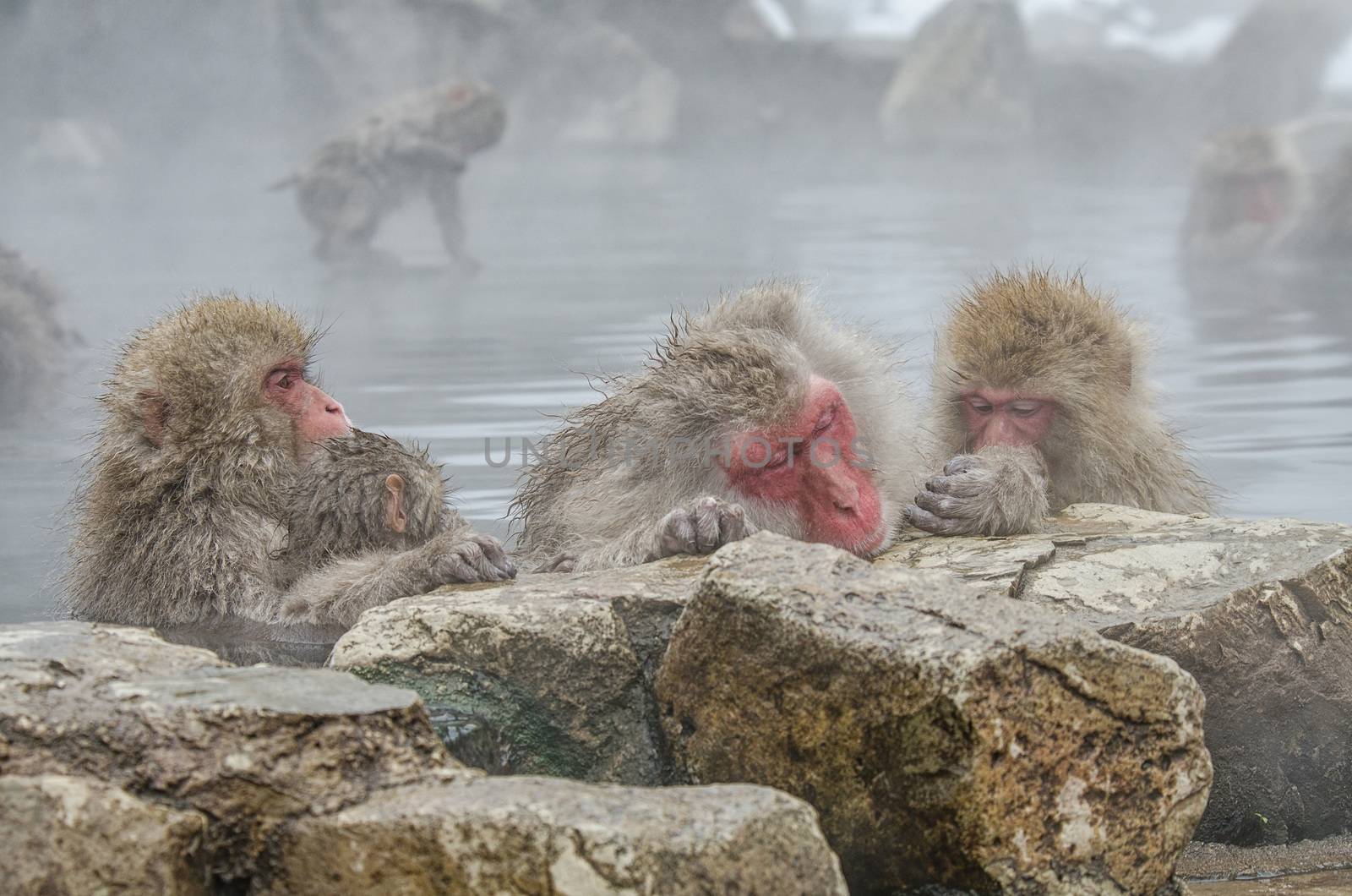 Japanese Snow monkey Macaque in hot spring Onsen Jigokudan Park, Nakano, Japan