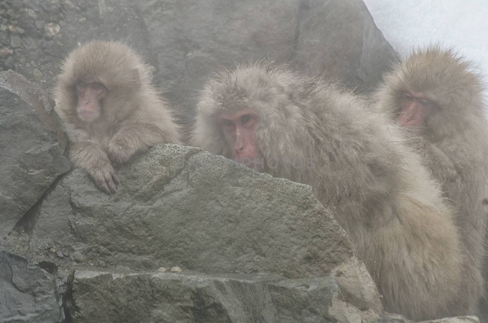 Japanese Snow monkey Macaque in hot spring Onsen Jigokudan Park, by chanwity