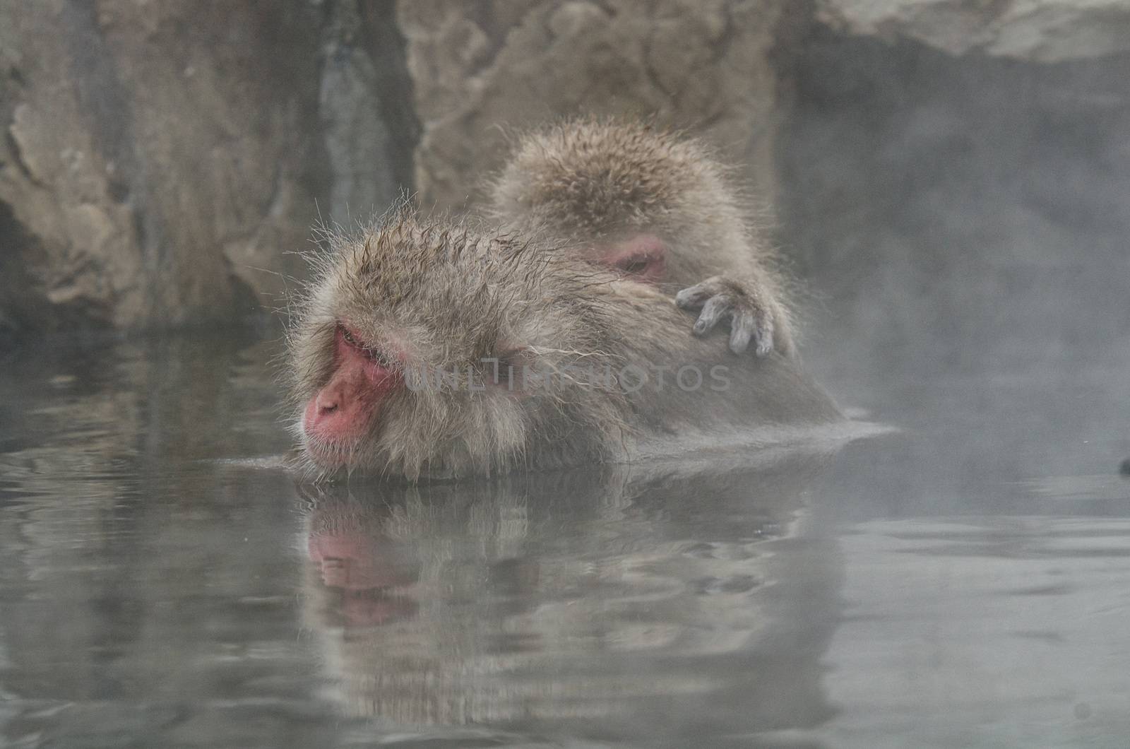 Japanese Snow monkey Macaque in hot spring Onsen Jigokudan Park, by chanwity