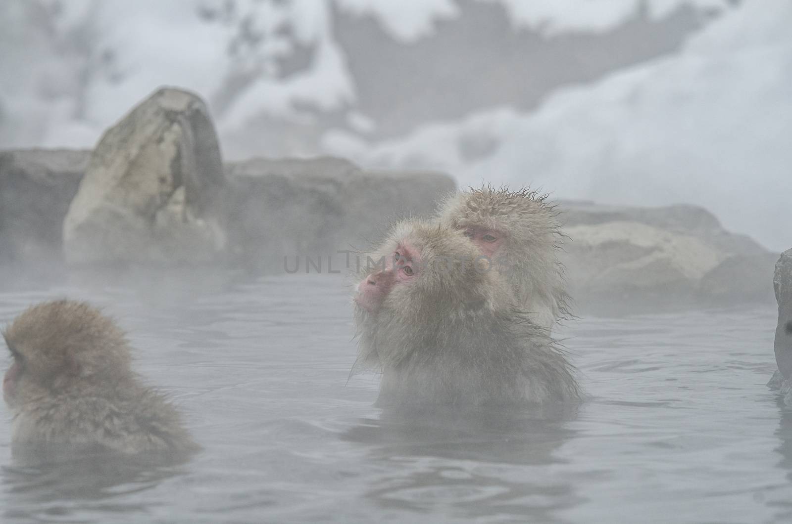 Japanese Snow monkey Macaque in hot spring Onsen Jigokudan Park, by chanwity