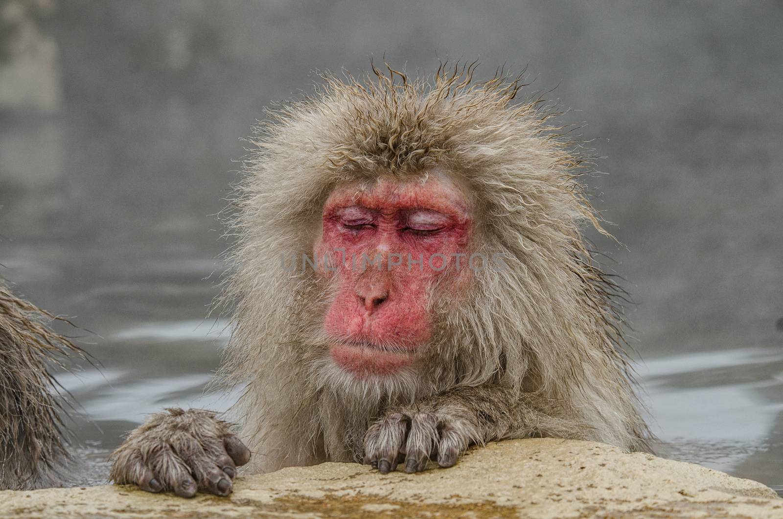 Japanese Snow monkey Macaque in hot spring Onsen Jigokudan Park, by chanwity