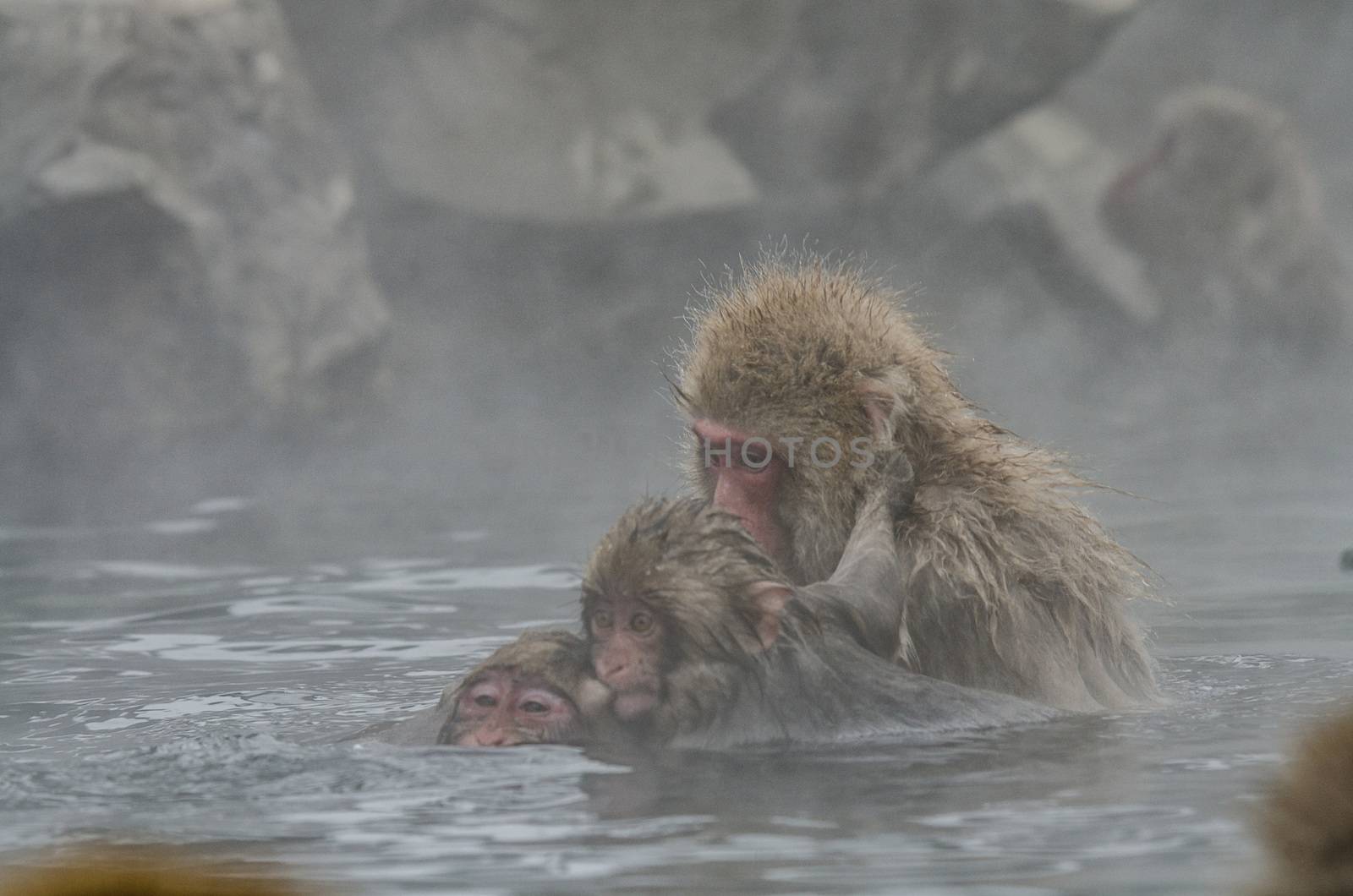 Japanese Snow monkey Macaque in hot spring Onsen Jigokudan Park, by chanwity