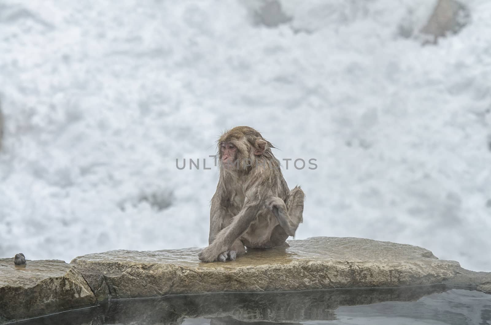 Japanese Snow monkey Macaque in hot spring Onsen Jigokudan Park, by chanwity