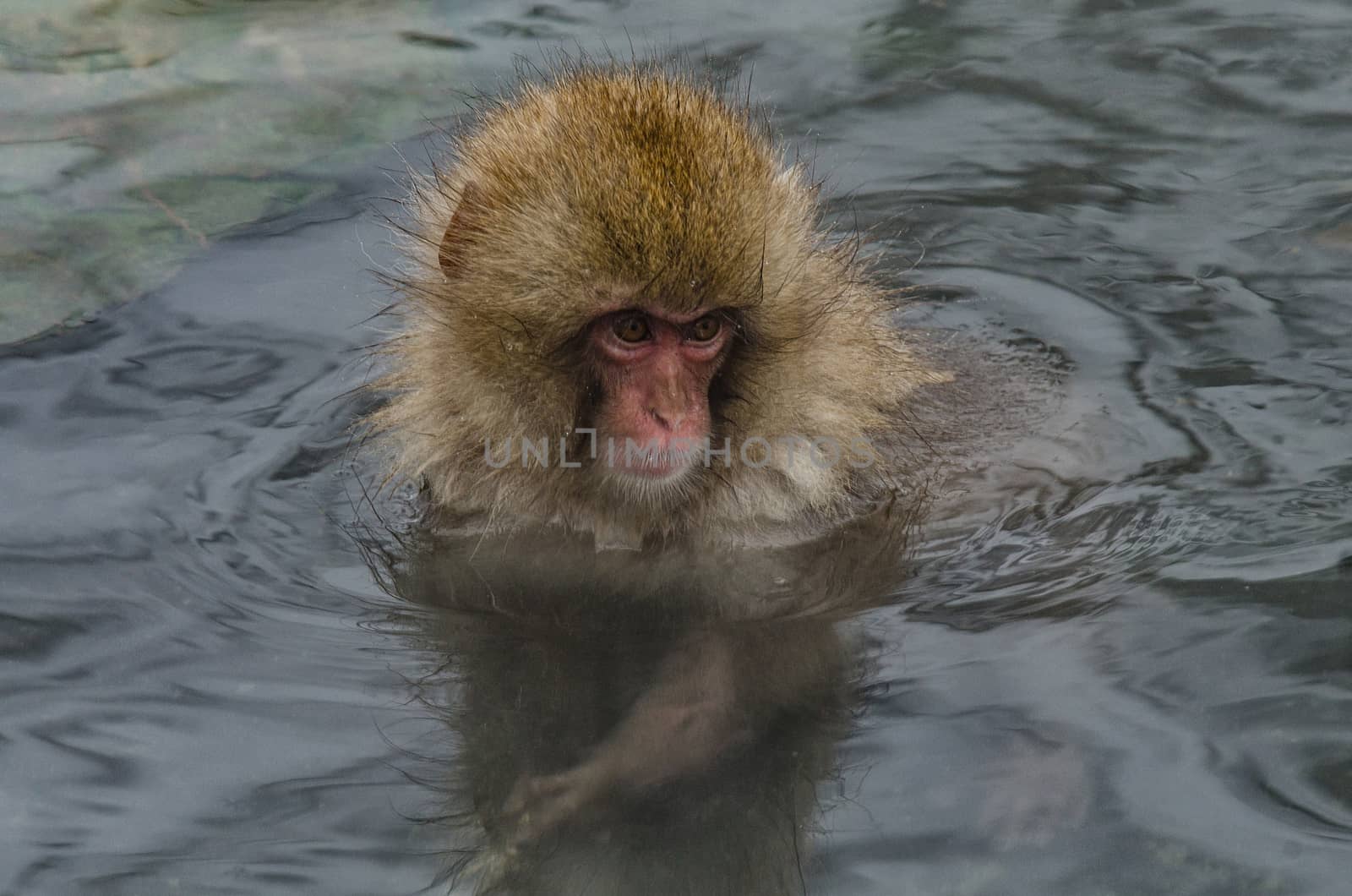 Japanese Snow monkey Macaque in hot spring Onsen Jigokudan Park, by chanwity