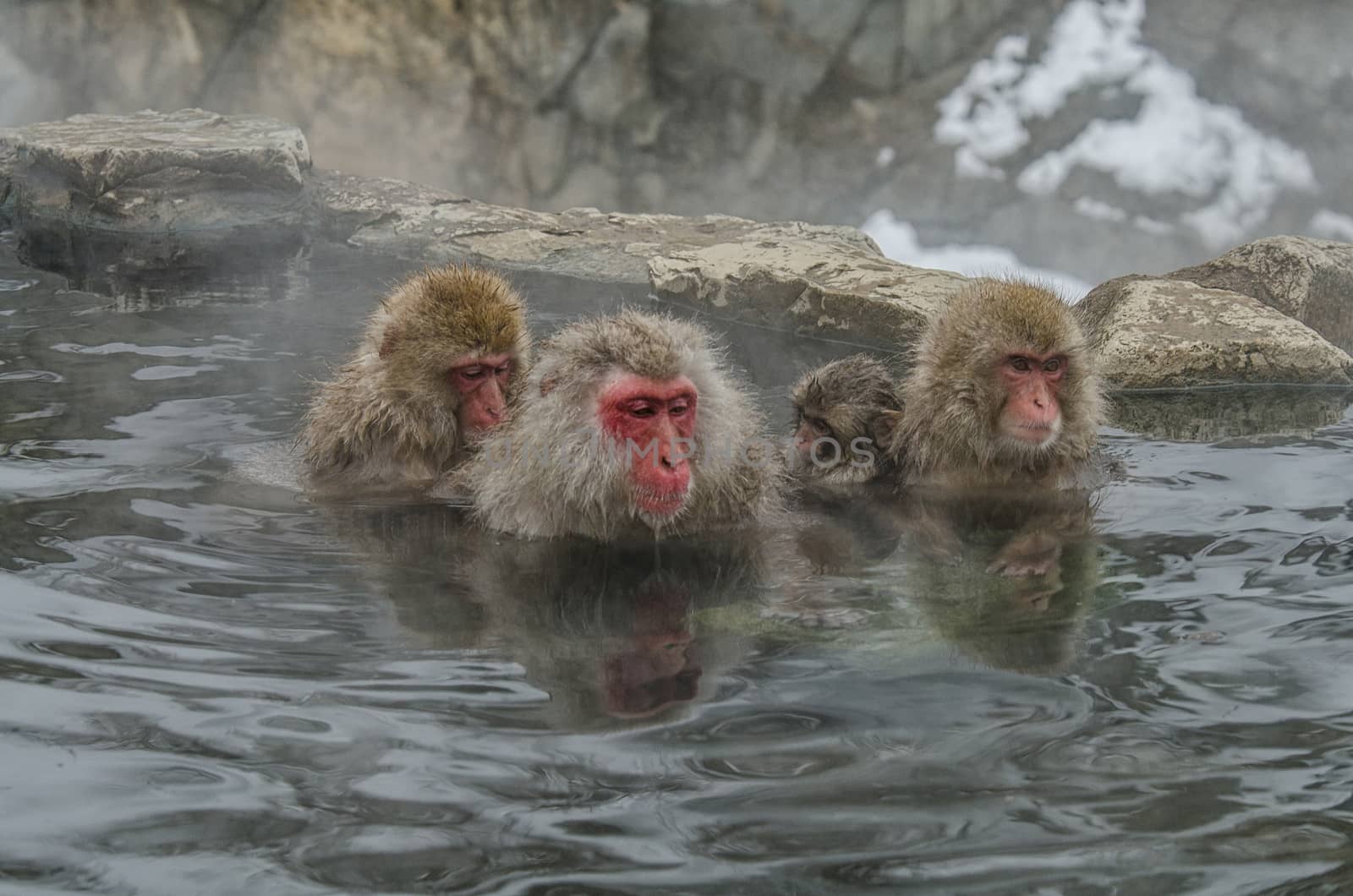 Japanese Snow monkey Macaque in hot spring Onsen Jigokudan Park, by chanwity