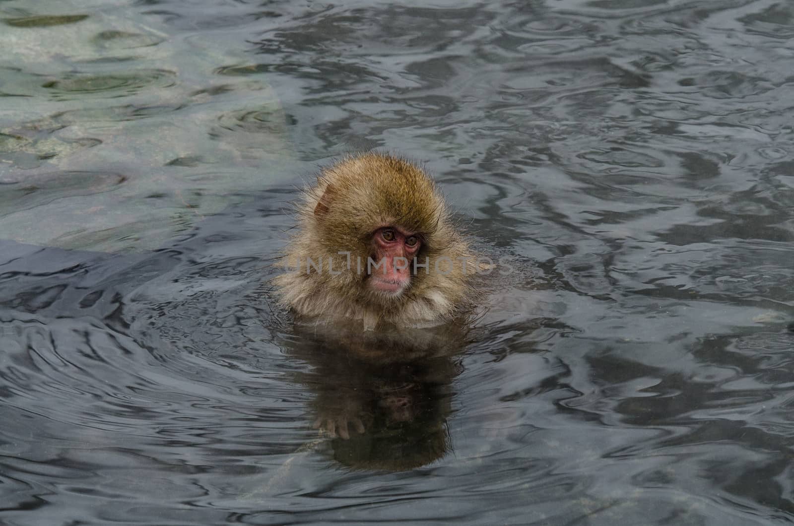 Japanese Snow monkey Macaque in hot spring Onsen Jigokudan Park, Nakano, Japan