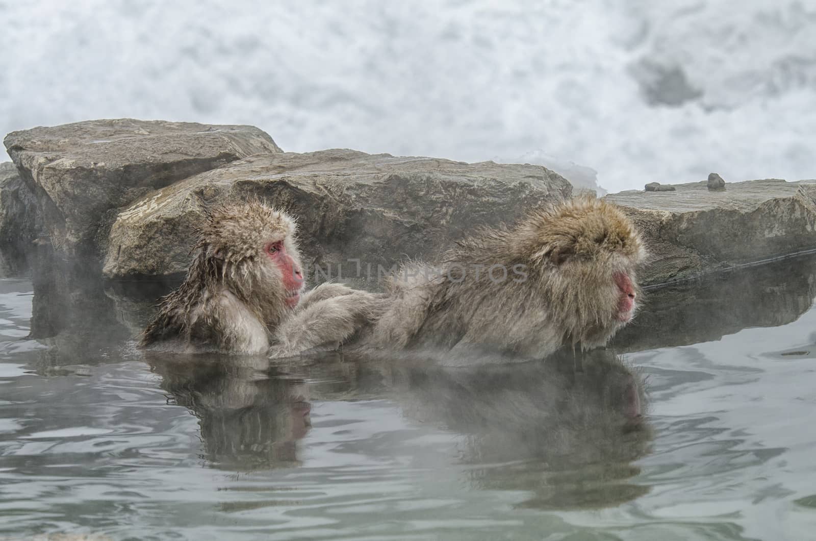 Japanese Snow monkey Macaque in hot spring Onsen Jigokudan Park, by chanwity