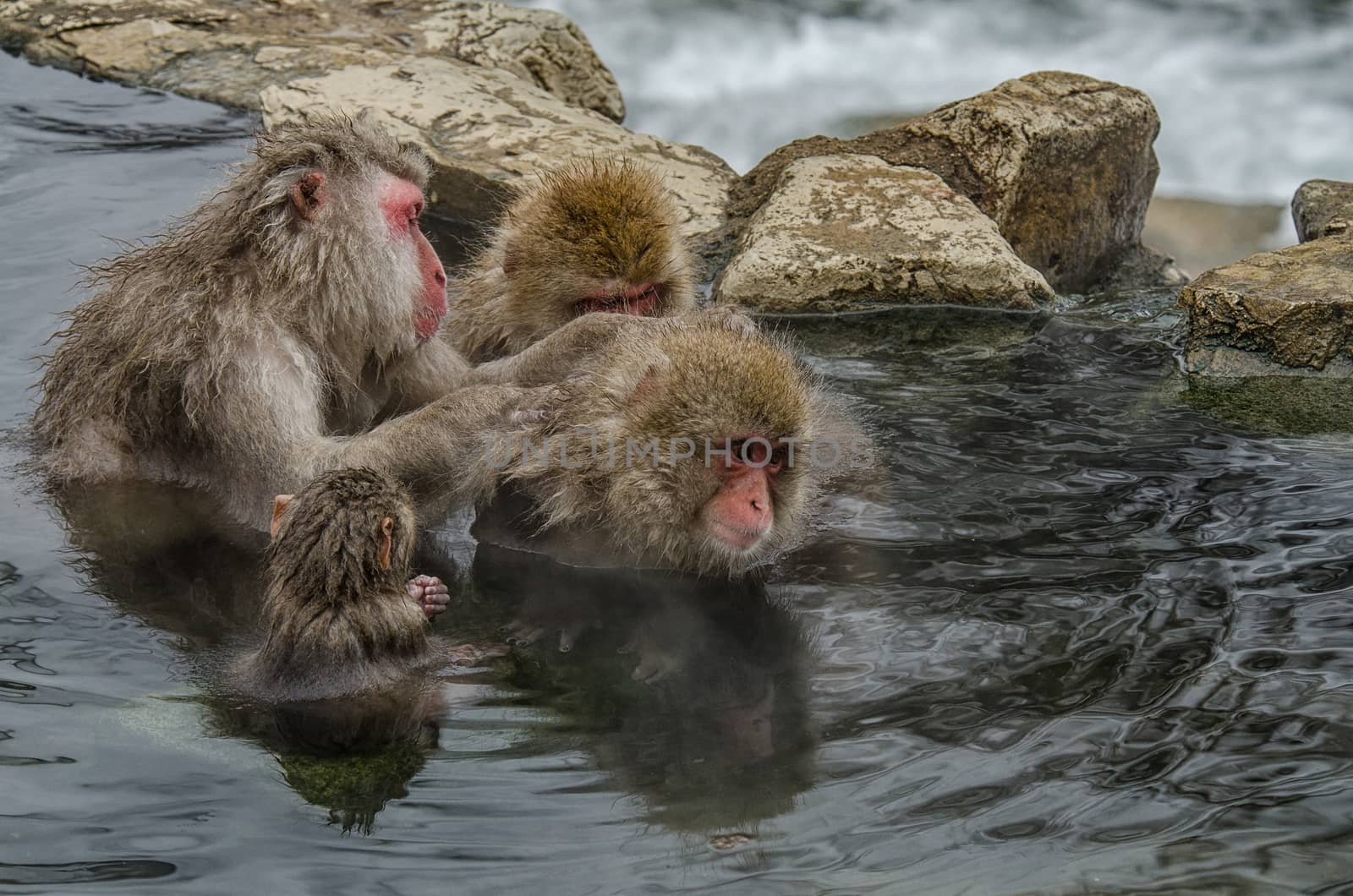 Japanese Snow monkey Macaque in hot spring Onsen Jigokudan Park, by chanwity