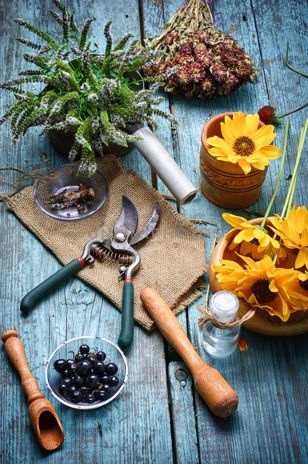 Harvested autumn set of medicinal herbs and flowers