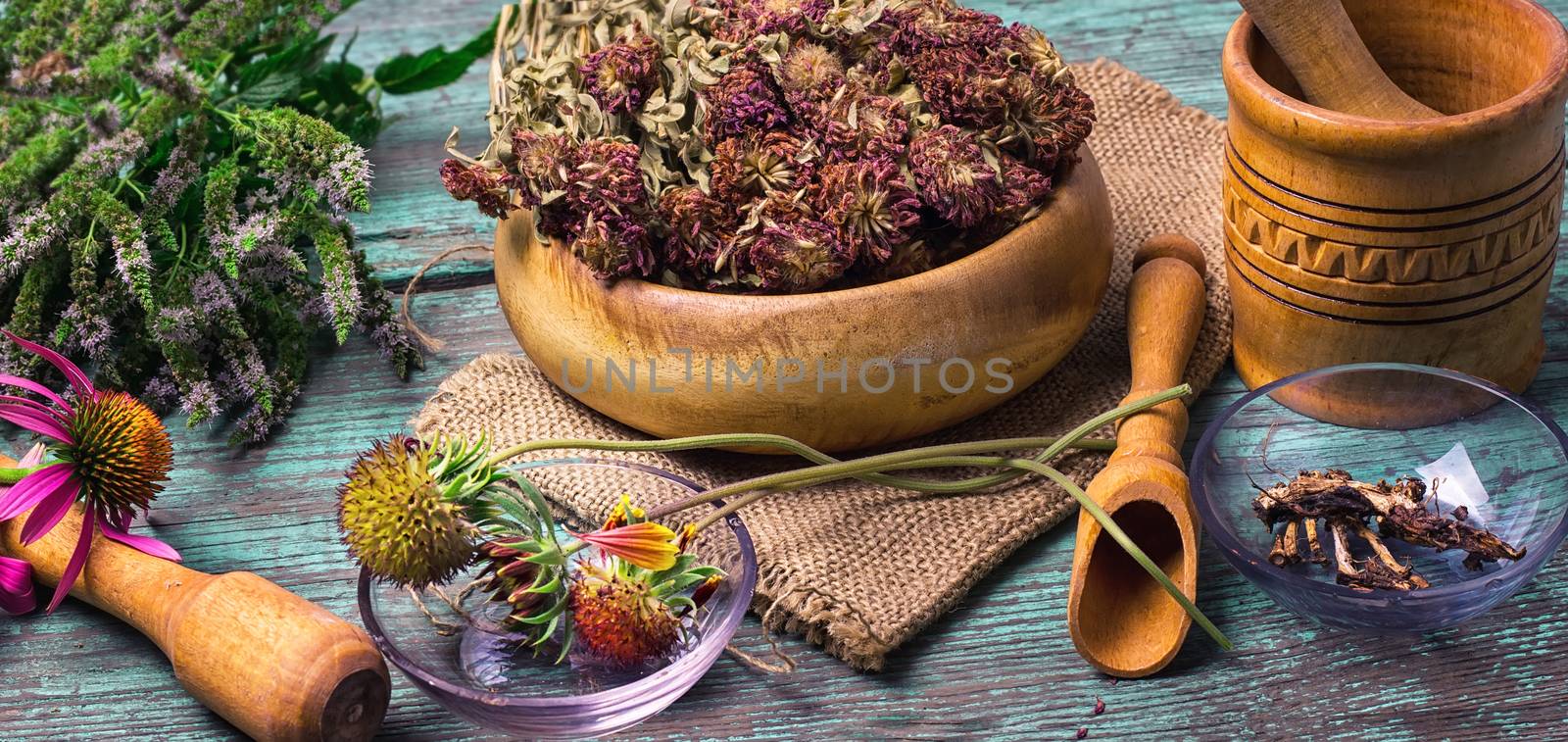 Harvested autumn set of medicinal herbs and flowers