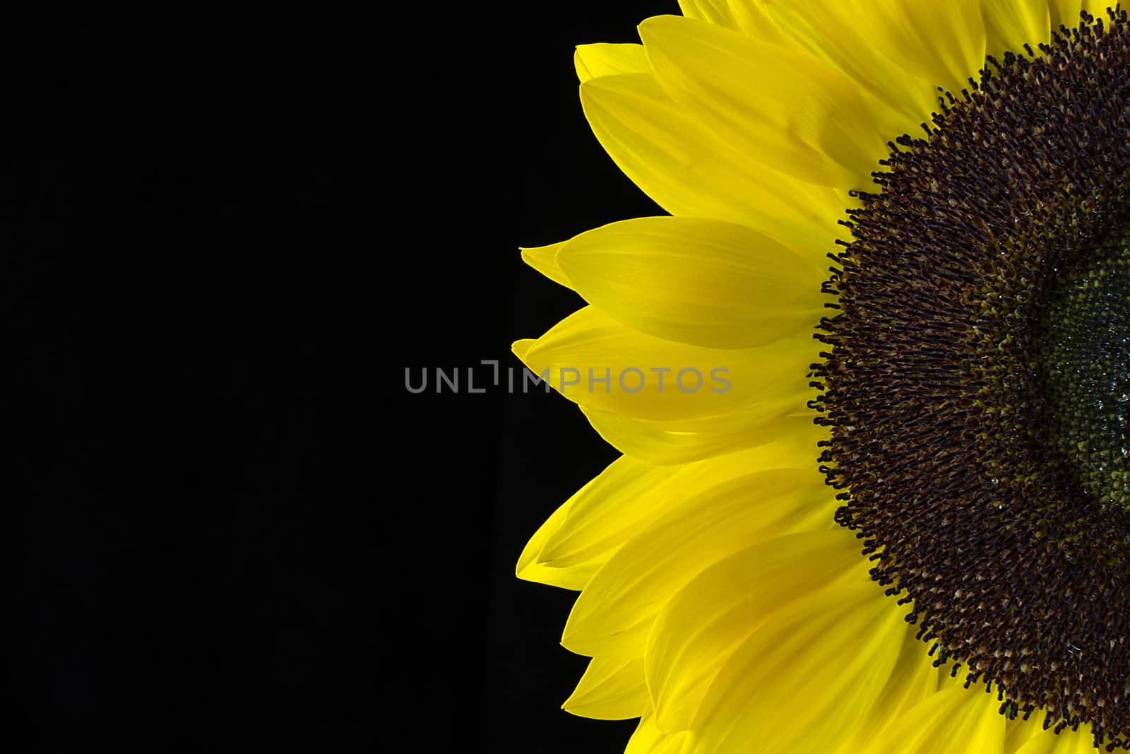 Closeup of a Yellow Sunflower Isolated on a Black Background