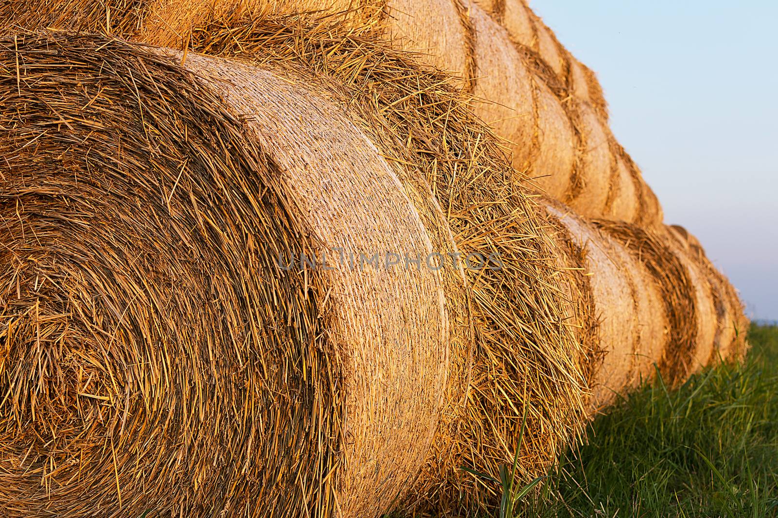 Bales of Hay Rolled Into Stacks. Rolls of Wheat in the Grass. Ba by Victority