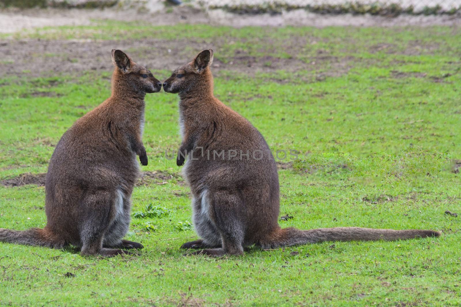 Kangaroo, swamp wallaby (Wallabia bicolor) (Macropus giganteus) in its natural habitat in the grass.