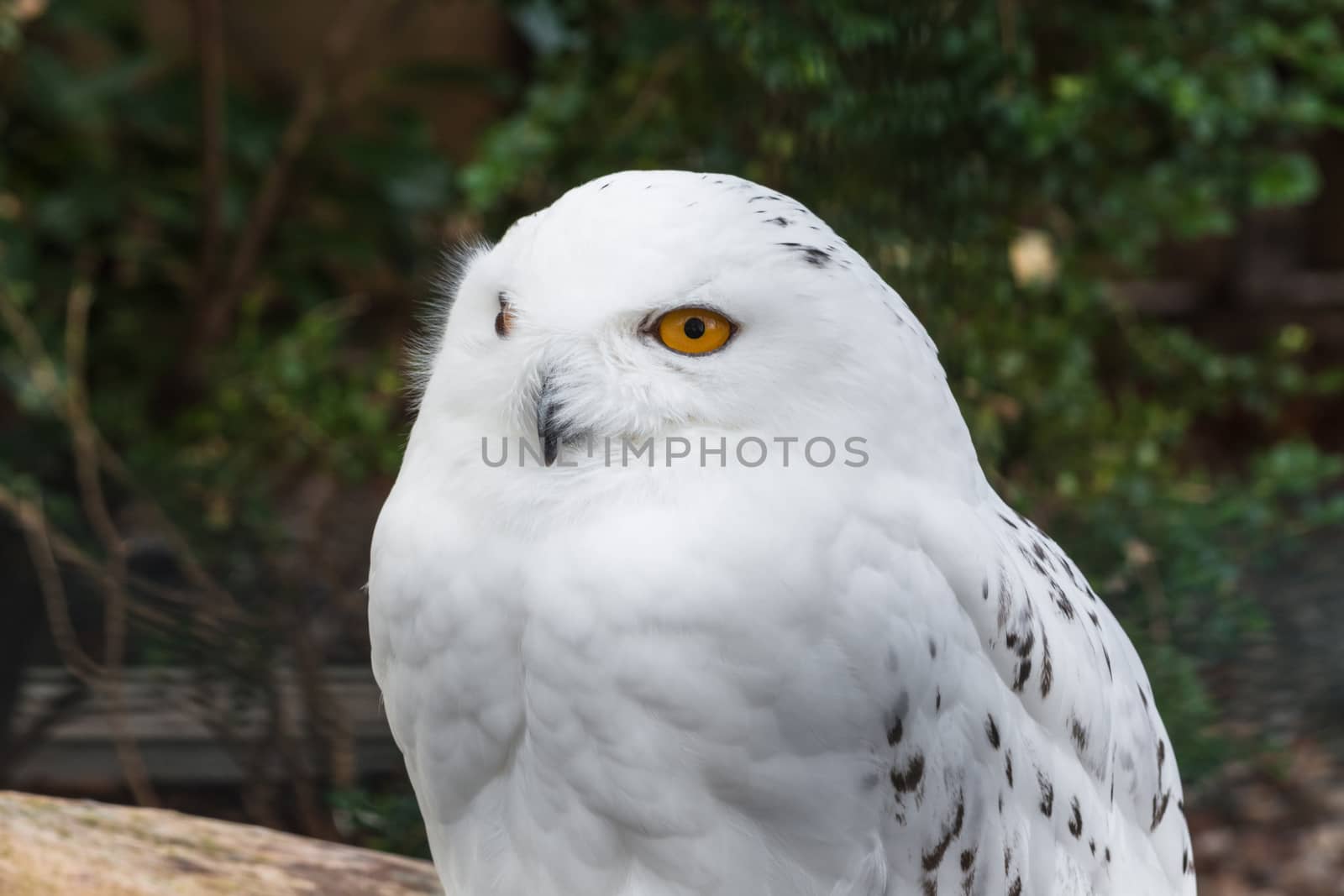 Portrait of a Snowy Owl on a white background