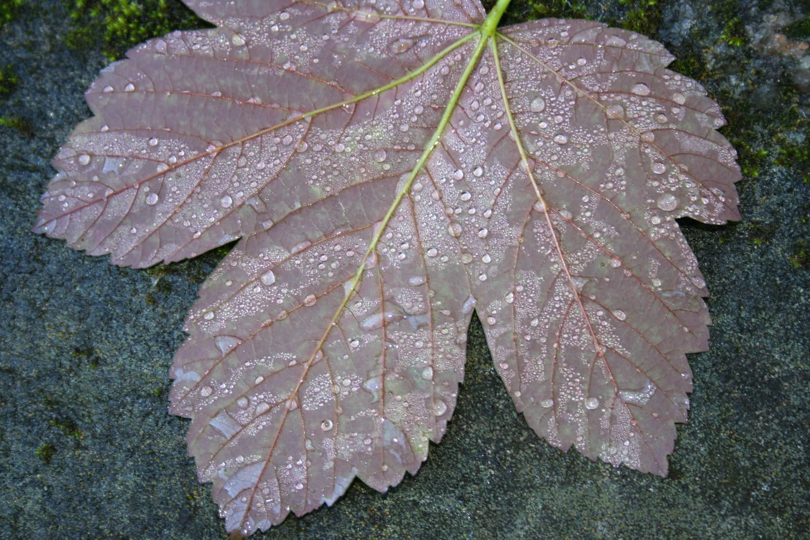 leaf with waterdrops by elin_merete