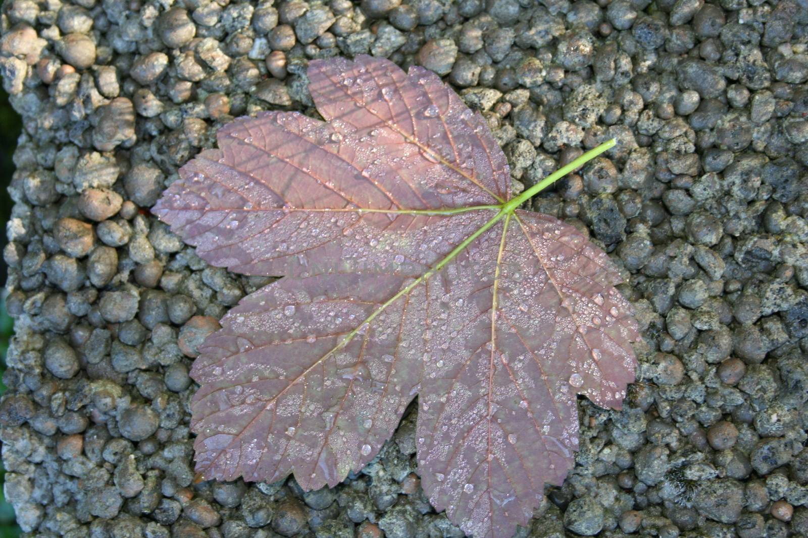 leaf with waterdrops by elin_merete