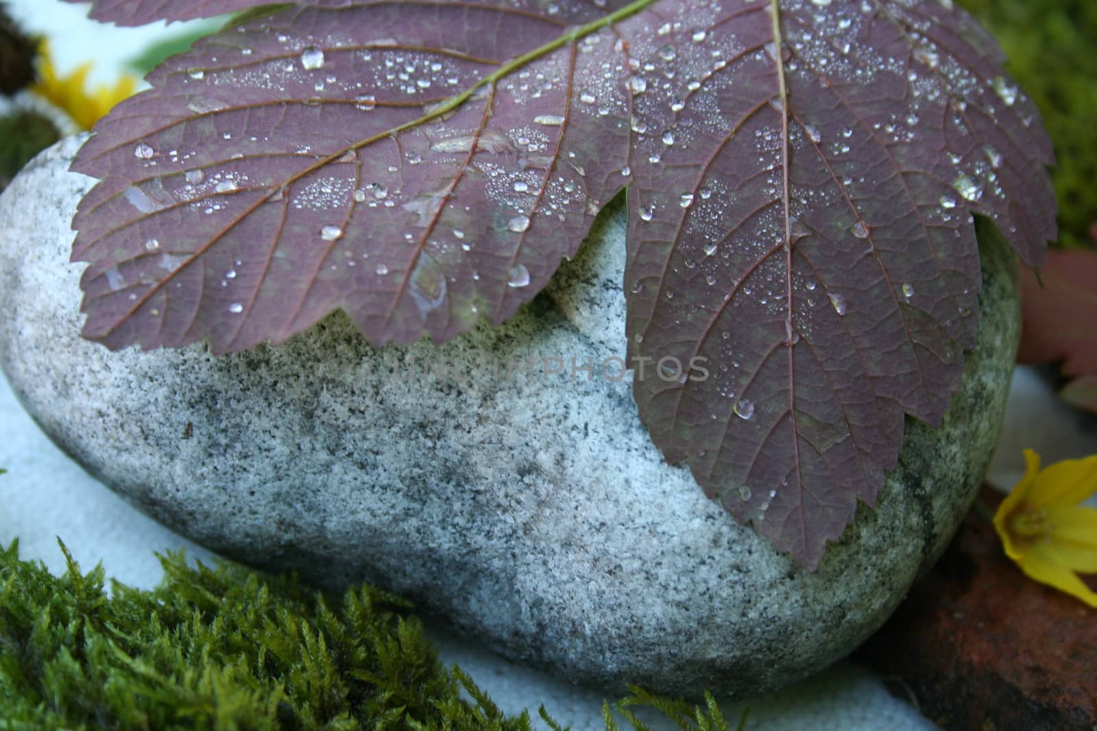 leaf with waterdrops by elin_merete