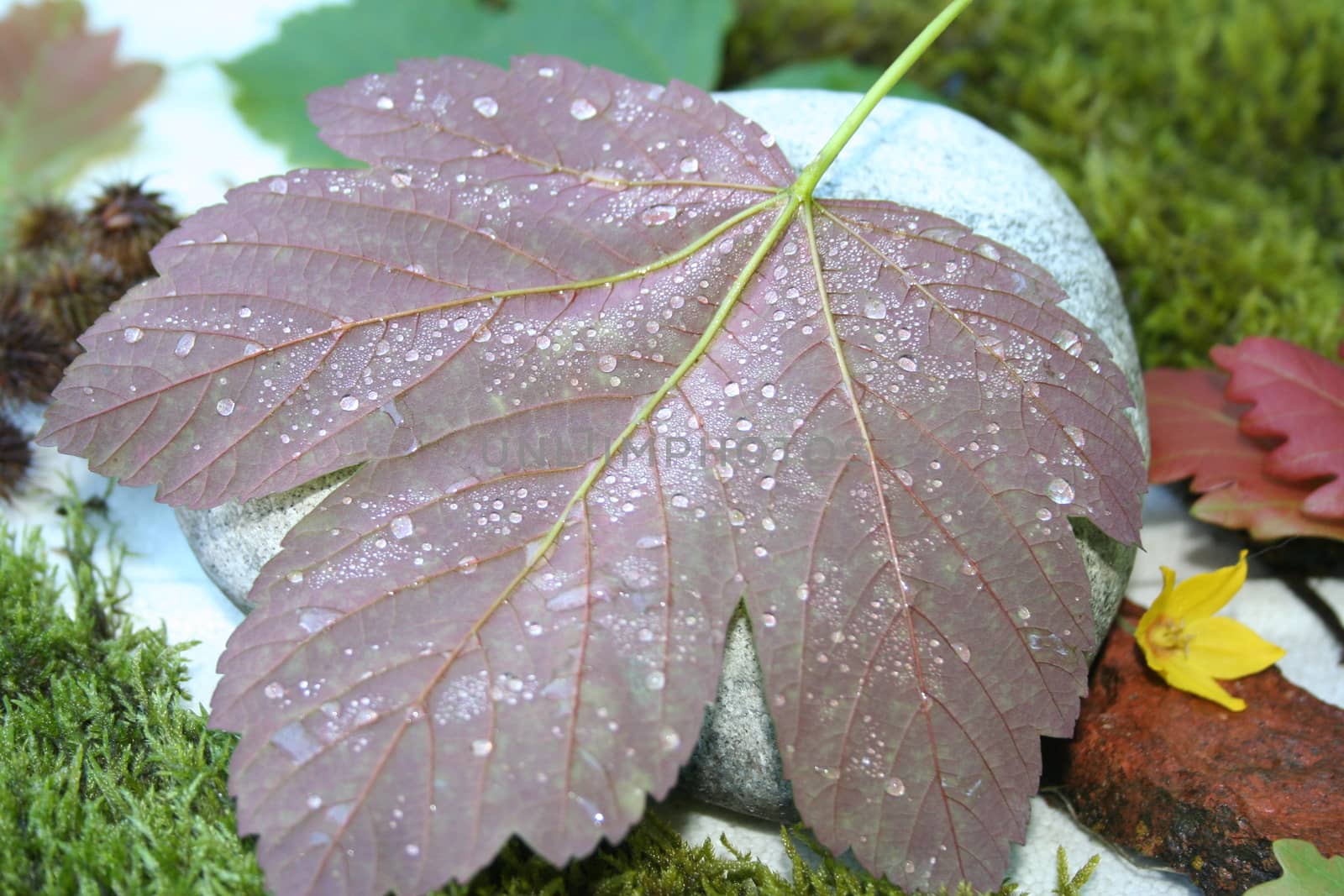 leaf with waterdrops by elin_merete