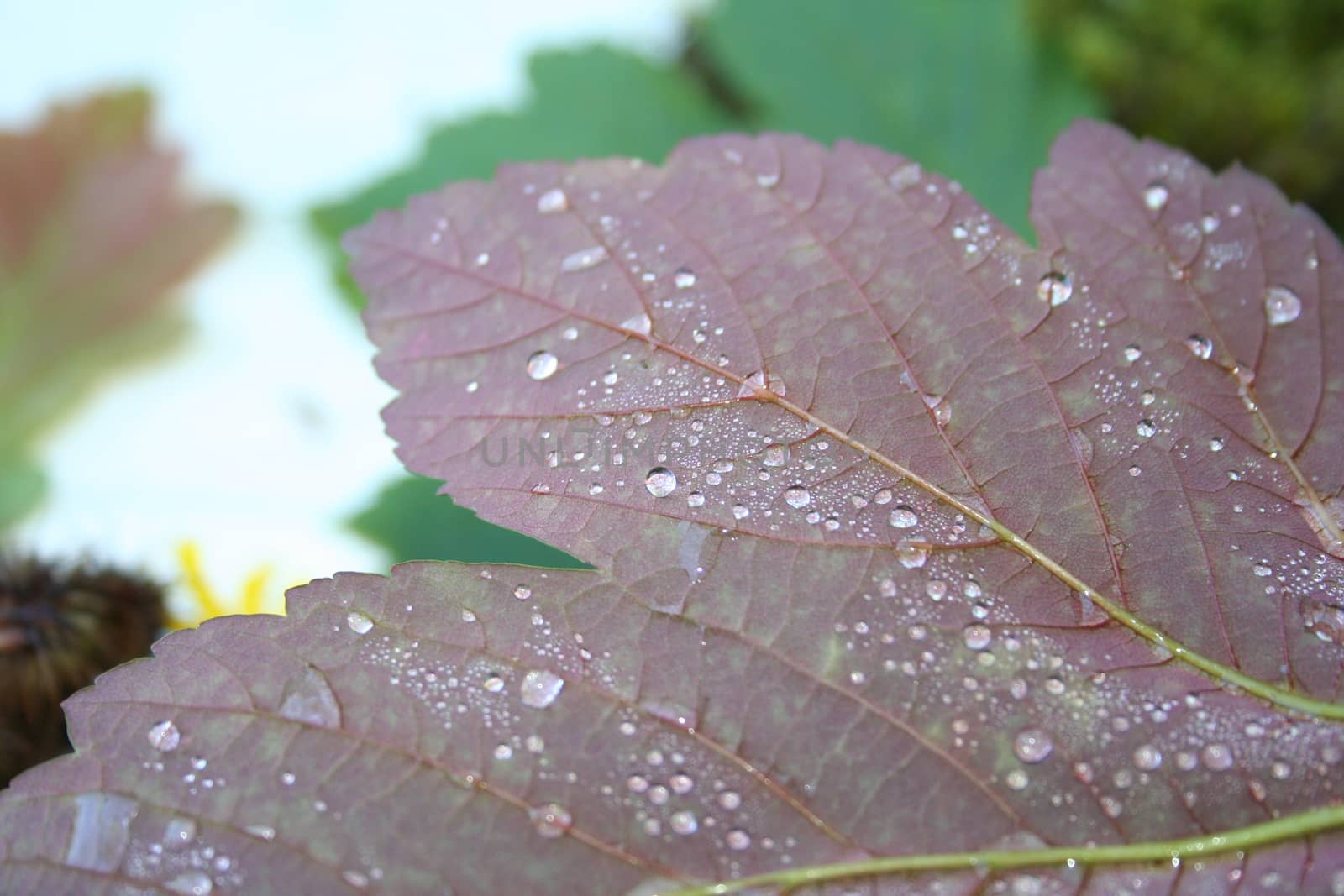 leaf with waterdrops by elin_merete