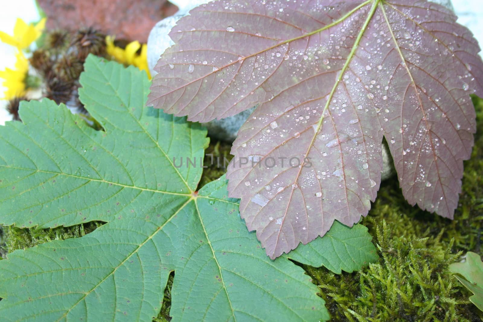 leaf with waterdrops by elin_merete