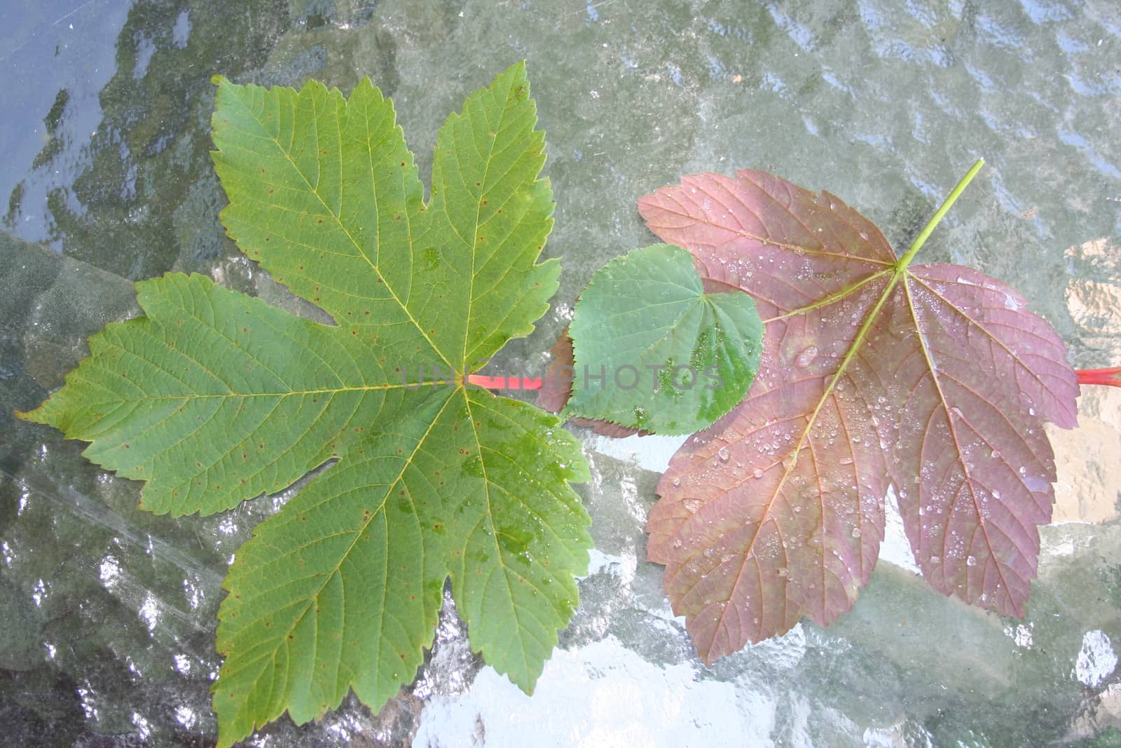 leaf with waterdrops by elin_merete